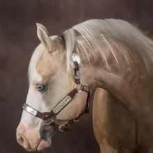 SOLEDAD MALGOR PHOGRAPHY - ANIMALS - 00 (19)