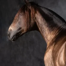 SOLEDAD MALGOR PHOGRAPHY - ANIMALS - 00 (3)