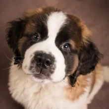 SOLEDAD MALGOR PHOGRAPHY - ANIMALS - 00 (5)