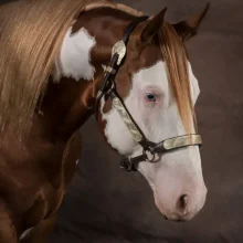 SOLEDAD MALGOR PHOGRAPHY - ANIMALS - 00 (7)